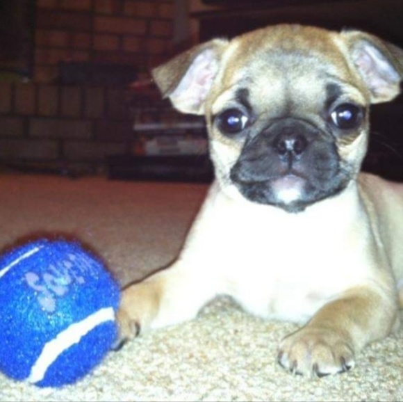 Meet your Posher, Sar - Picture 1 of 1